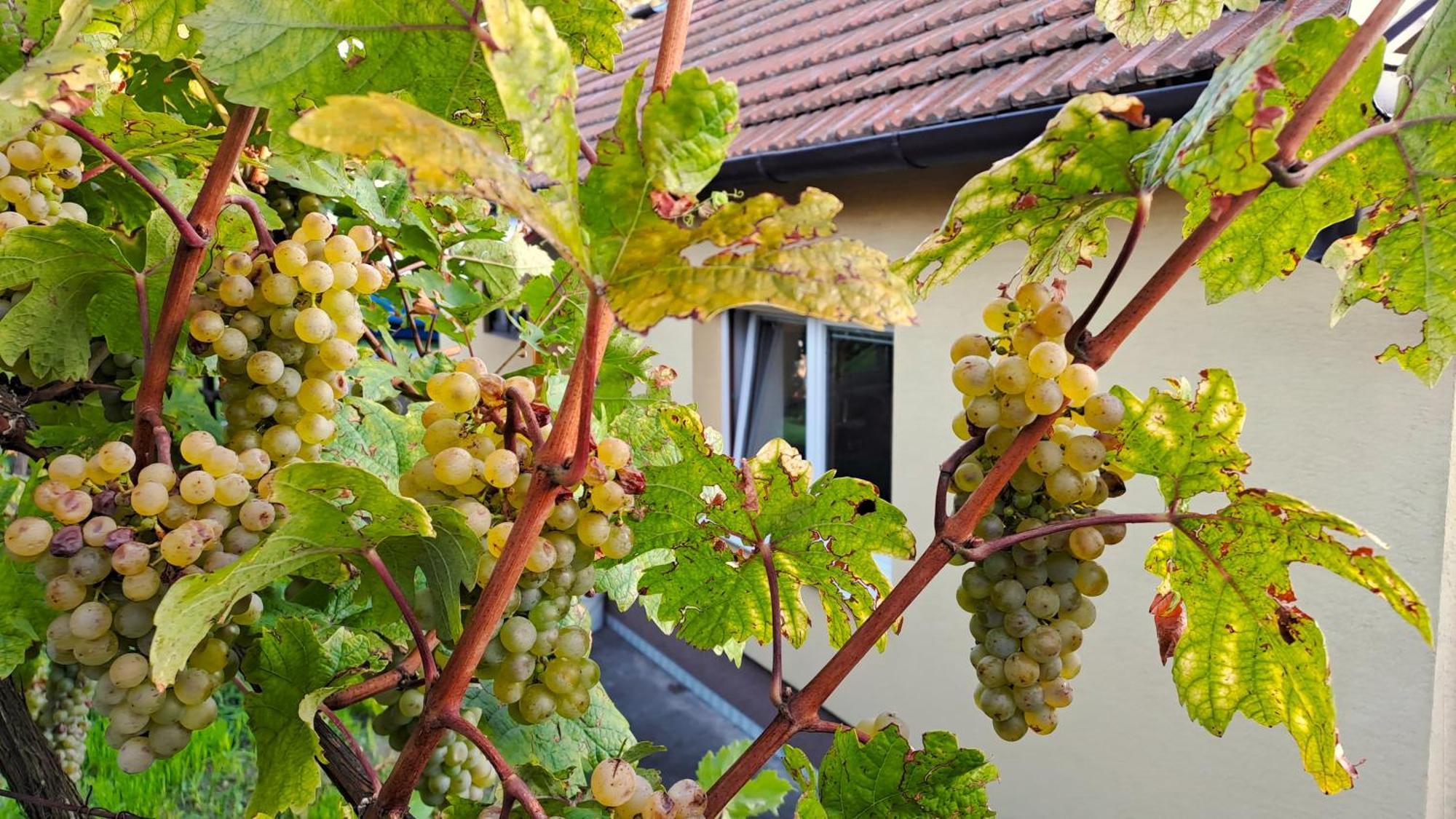 Domek Na Vinohradech Hlohovec Exterior photo